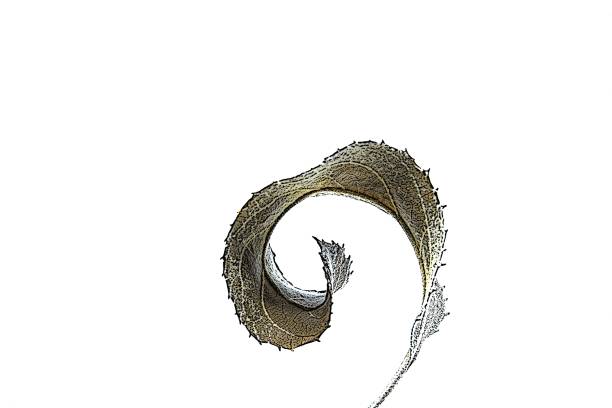 A curled leaf looking like it was drawn with pen and ink.