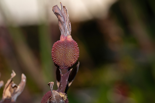 Canna indica bud against a green background