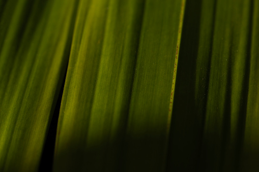 Closeup macro shot of leaves of a house plant in bright sunlight