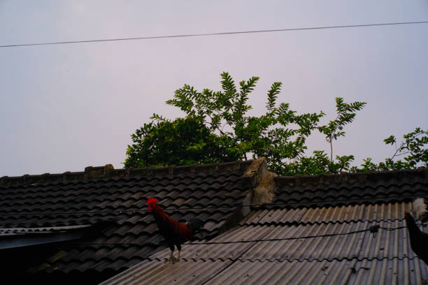 Animal Photography. A group of chickens roam around on the roof of the house. Domesticated chickens, chicken farming, animal behavior. Photographed on the rooftop in the morning