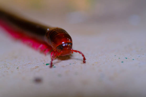 Close-up of an earthworm in the dump soil.
