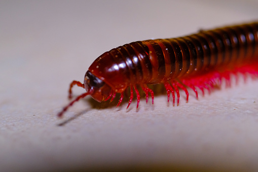 Animal Photography. Animal Closeup. Macro photo of a millipede crawling on a tiled floor. Millipede with a brown body and pink legs. Shot with a macro lens