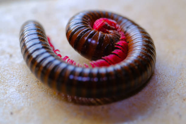 Tachypodoiulus niger Black Millipede. Digitally Enhanced Photograph.