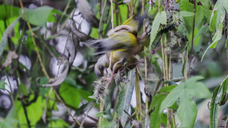 Golden winged sparrows foraging in the bushes