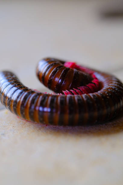Close-up of an earthworm in the dump soil.
