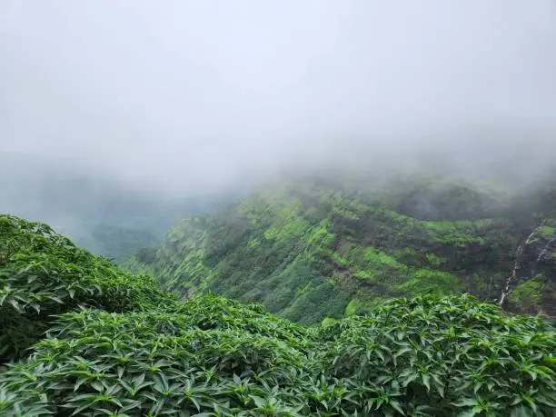 Wildlife and Landscape of Matheran Rainforest