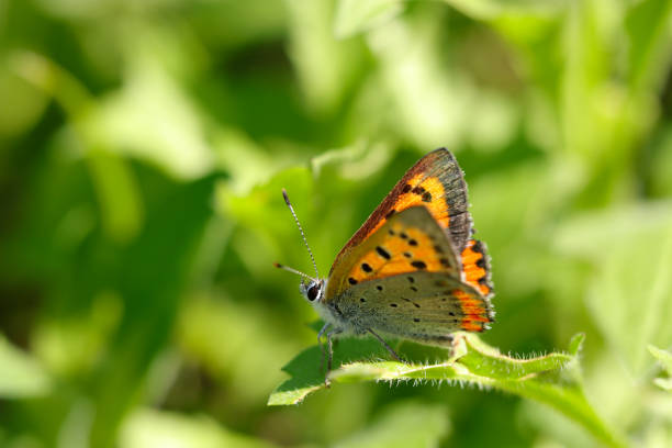 Satyrium acaciae, the sloe hairstreak, is a butterfly in the family Lycaenidae. Description from Seitz:T. acaciae F. Smaller than true ilicis, hardly so large as esculi. Above uniformly dark brown, the male bearing 1-3, the female 2-5 small red anal spots. The line of white bars on the underside is straighter, being somewhat curved outward at the anal angle of the hindwing without forming a W. Male without scent-spot. Larva pale yellowish green or grass-green, with black head, two yellowish subdorsal lines and, further laterad, small pale oblique spots; in May adult on blackthorn, especially small bushes which grow on sunny slopes: the larva can be obtained by beating. The butterflies have very definite haunts which are widely dispersed throughout the distribution area and often of very limited extent ; they occur particularly on rocky slopes, with blackthorn hedges and exposed to the full force of the sun, in June, showing a preference for resting on Umbellifers. Flight Season:Satyrium acaciae has just one Generation and flies from June until July.Distribution:Particularly in Central Europe. From South France to Asia Minor and Transcaucasia. The distribution of the sloe hairstreak ranges from 49° N in France and 51° N in Germany and Poland. It is absent from southern Italy, the Mediterranean islands, Portugal and Spain except for the Montes Universales and the north (source Wikipedia). This Picture is made during a Vacation in Bulgaria in May 2018.
