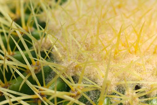 Top close up of long golden spined Golden barrel cactus (Kinshachi, Echinocactus grusonii. Natural+flash light, macro close-up photography)