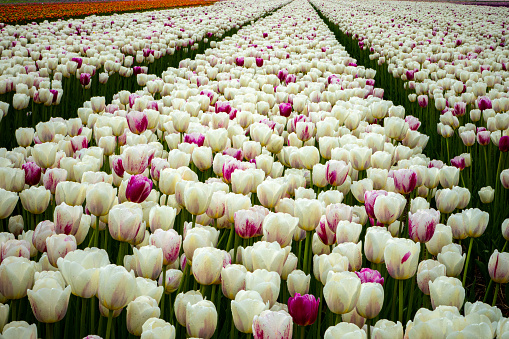 Close-up of white and partly purple tulips (tulipa) on a field in the Netherlands
