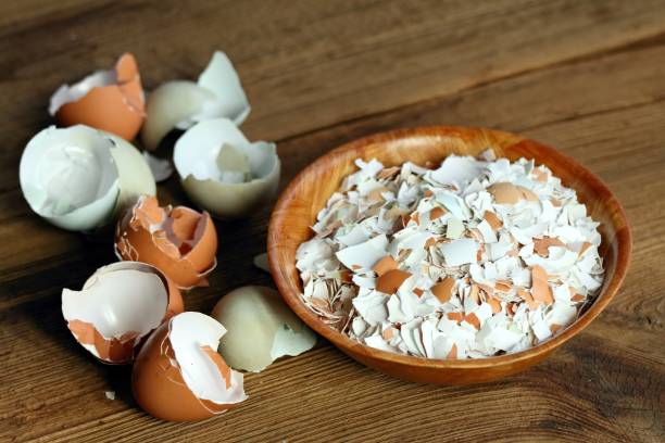 istock Crushed egg shells enrich the soil with calcium and other elements. 2047173980