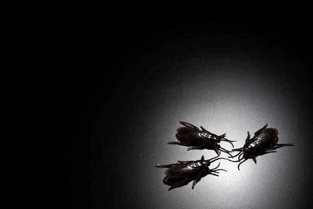 Fake Cockroach Pest Image on Black Background