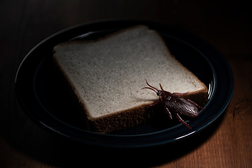 Feeding on Leftover Bread: Fake Cockroach Illustrating Pest Infestation
