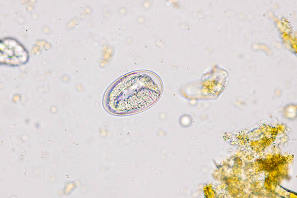 istock Finding Trichuris trichiura egg and Strongyloides egg in the feces under the microscope in Lab. 2047180622