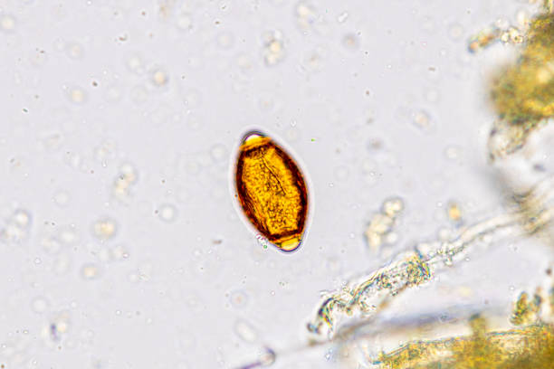 istock Finding Trichuris trichiura egg and Strongyloides egg in the feces under the microscope in Lab. 2047181126