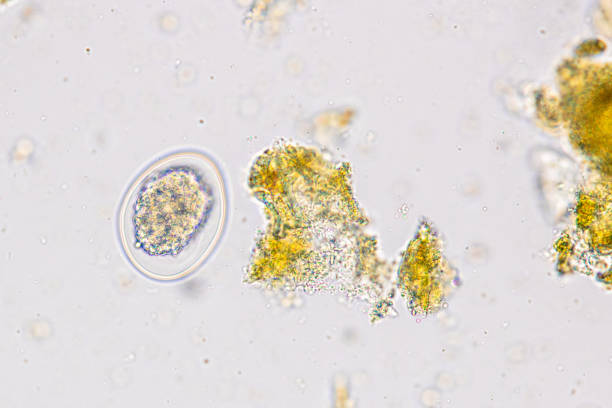 istock Finding Trichuris trichiura egg and Strongyloides egg in the feces under the microscope in Lab. 2047181131