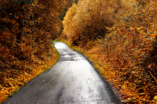 Sunny autumn winding road in the forest