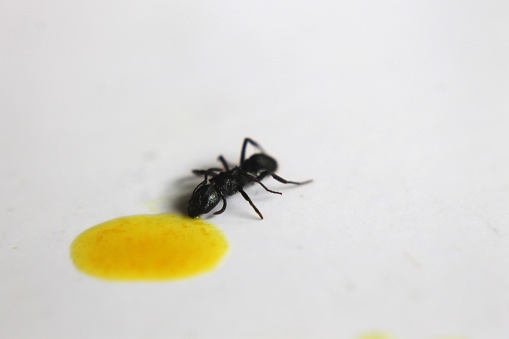 Black Carpenter Ant. Ants face photo macro Close-up. Big camponotus cruentatus ant posing on orange water snack. Ant queen portrait.