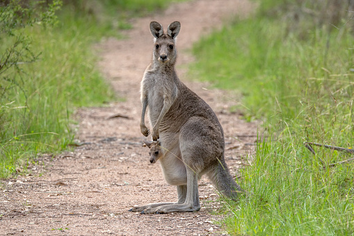 A female Eastern Grey Kangaroo (Macropus giganteus) standing on a bush track in Mount Annan, Sydney, New South Wales, Australia, with a joey in her pouch and looking at the camera.