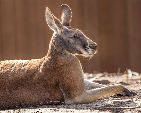 Close-up of a backlit profile portrait of a Red Kangaroo (Osphranter rufus) resting on the ground and looking sleepy. Isolated on plain background.