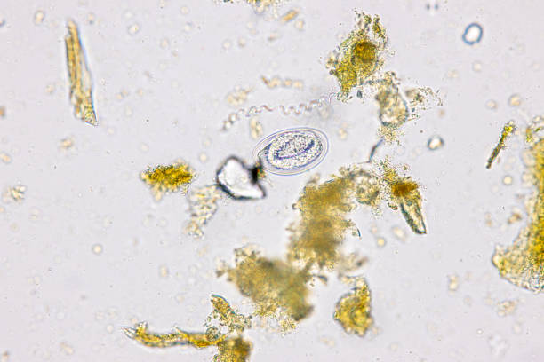 istock Finding Trichuris trichiura egg and Strongyloides egg in the feces under the microscope in Lab. 2047201093