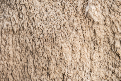 The breed of sheep offering the finest wool for luxury apparel and technical sportswear.