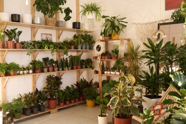 istock Plant Shop Interior In Daylight 2047273348