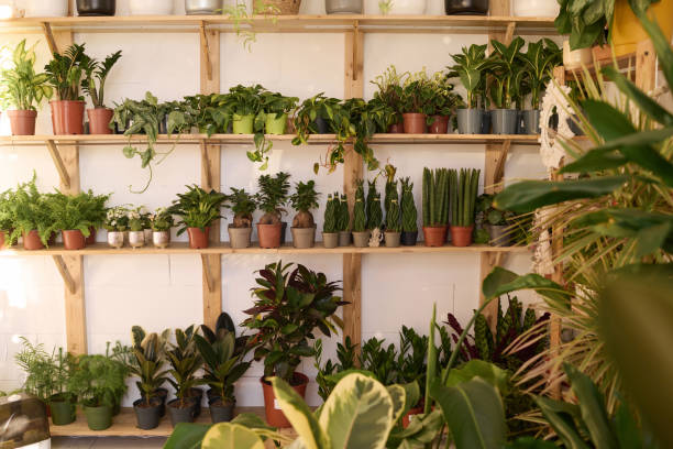 istock Houseplants On Shelves In Store 2047273349