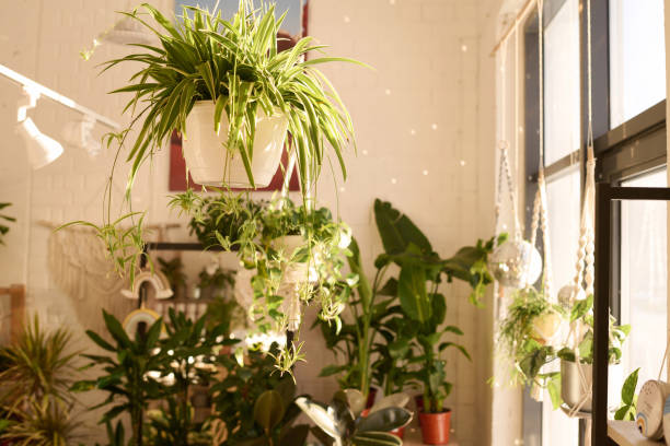 istock Beautiful Houseplants In Biophilic Interior 2047274395
