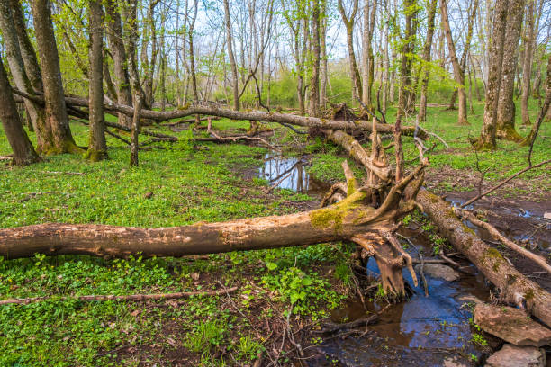 istock Fallen trees in a swamp in a lush forest in the spring 2047274426