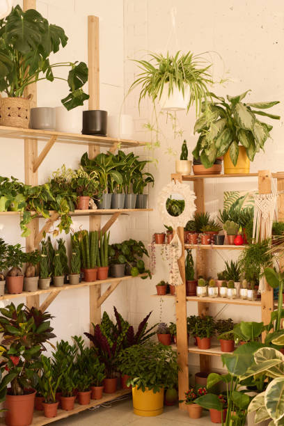 istock Part Of Plant Shop Interior 2047274953