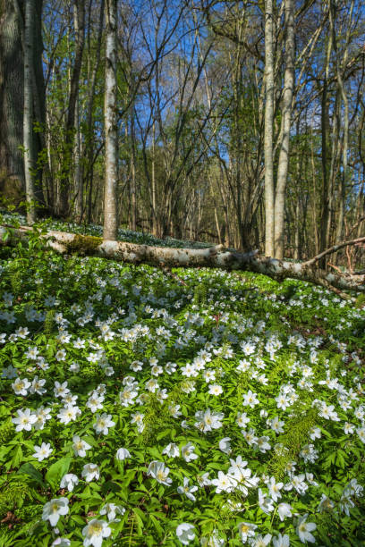 istock Blooming Wood anemone flowers at spring 2047278600