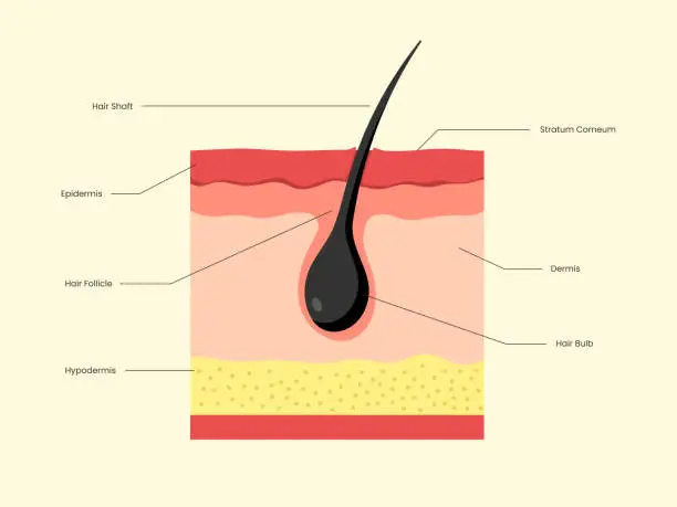 Vector illustration of Hair Follicle Structure Icon Vector Design.