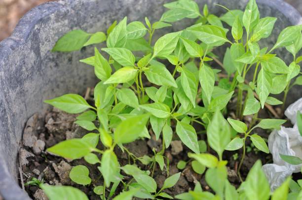 istock chili seeds that grow well 2047282262