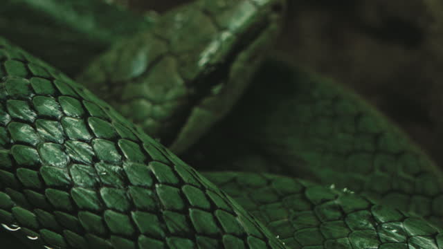 Real green snakeskin showing scales and texture