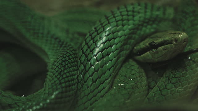 Close up of green snakeskin