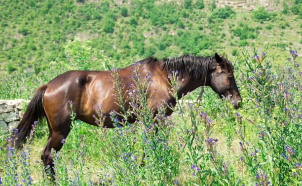 Beautiful brown horse at the field with flowers.Close-up.
