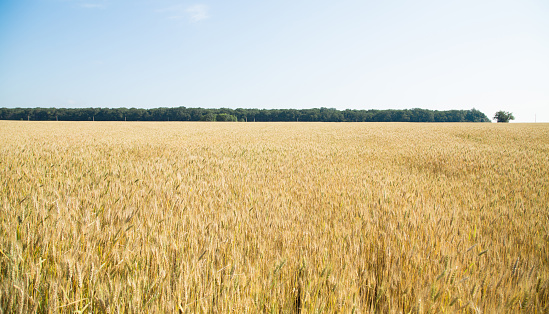 Gold field of wheat and woodland belt under the blue sky