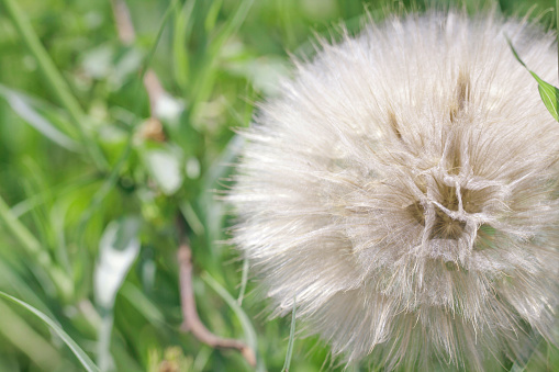 White dandelion with seeds on green grass background