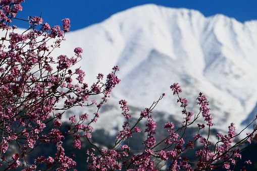 Flowering tree in front of the snowy Canigou, Vernet-Les-Bains, Pyrénées-Orientales