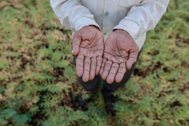 istock Indian green Chickpea Farming 2047325559