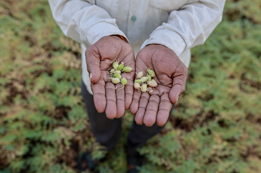 Indian green Chickpea Farming, farmer showing hands