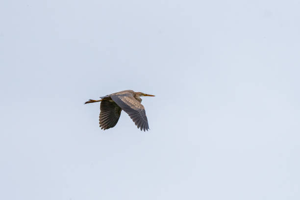 istock A Purple Heron in flight on a sunny day 2047327133