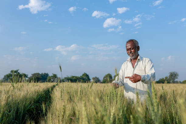 istock Indian farmer standing at wheat field, Happy farmer 2047330215