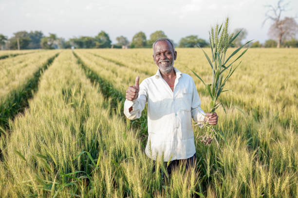 istock Indian farmer standing at wheat field, Happy farmer 2047330217
