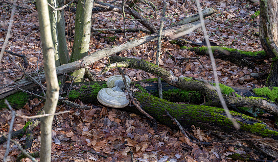 Fallen tree in the forest with a large white mushroom on the trunk. Sunny weather.