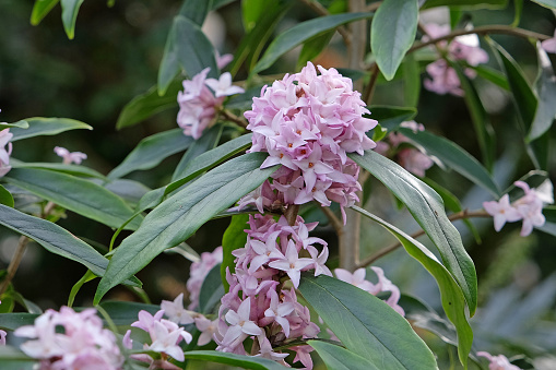 Lilac pink Daphne bholua 'Spring Beauty' in flower.