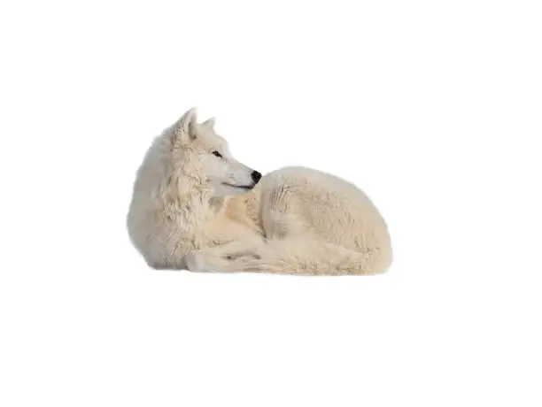 Polar white wolf isolated on white background