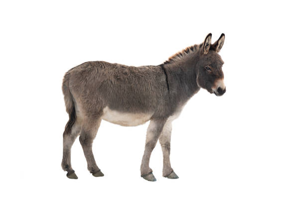 istock Somali donkey in winter wool isolated on white background 2047358440