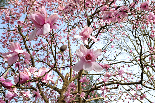 Pink and white magnolia flowers in spring