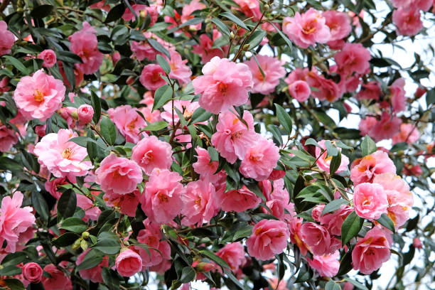 istock Double pink camellia 'Donation' in flower. 2047367321